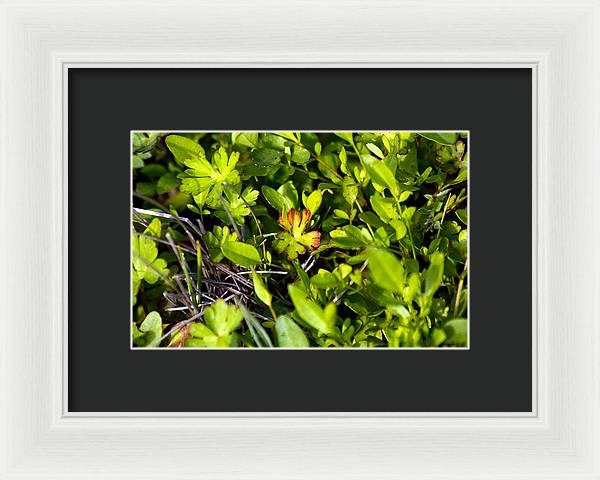 Red Tipped Clover - Framed Print