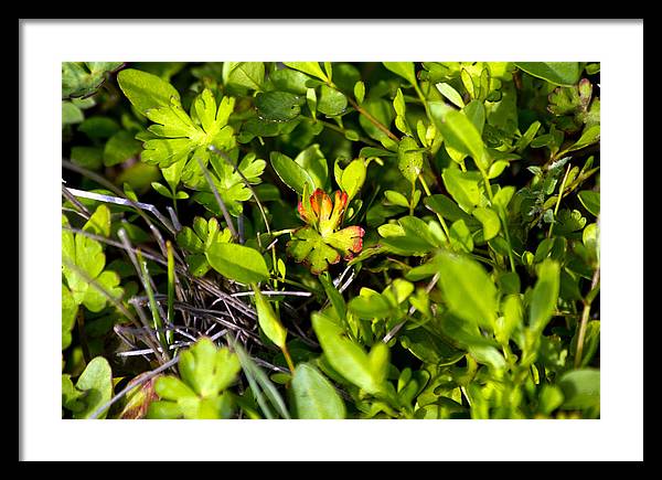 Red Tipped Clover - Framed Print