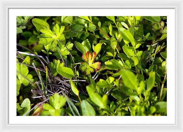 Red Tipped Clover - Framed Print