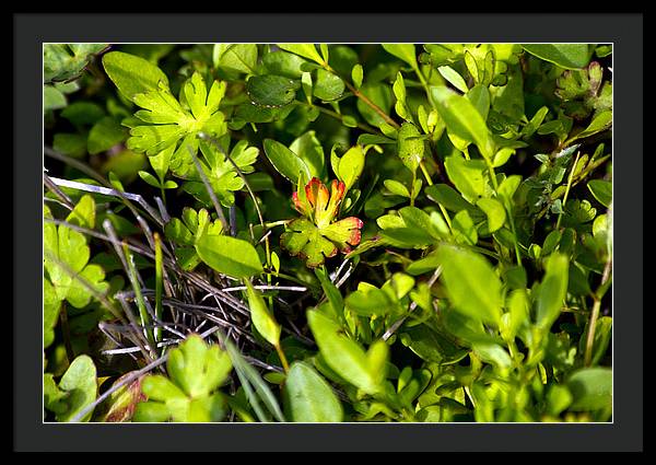 Red Tipped Clover - Framed Print