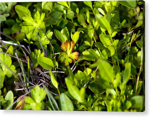 Red Tipped Clover - Acrylic Print