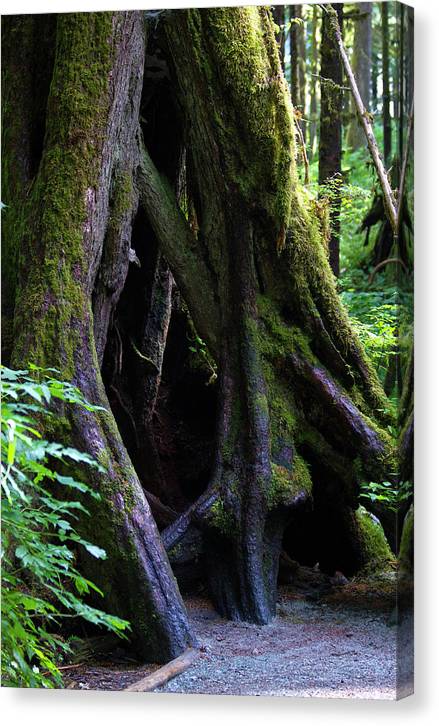 Root Lattice - Canvas Print