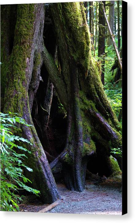 Root Lattice - Canvas Print