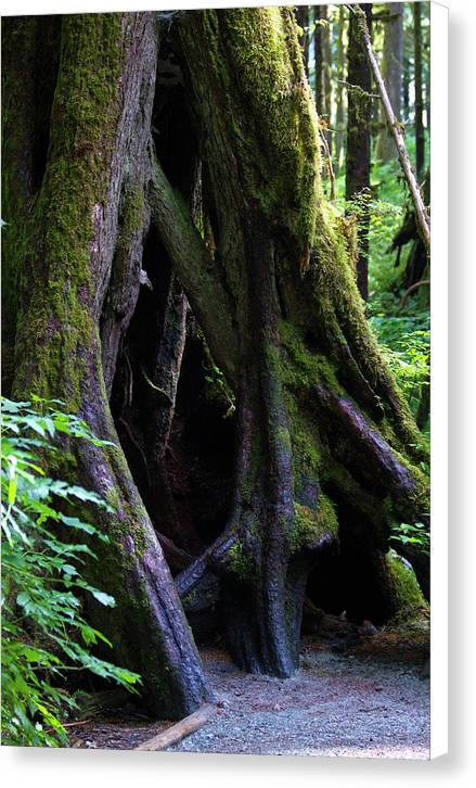 Root Lattice - Canvas Print