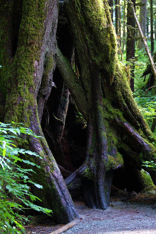 Root Lattice - Art Print