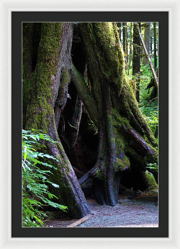 Root Lattice - Framed Print