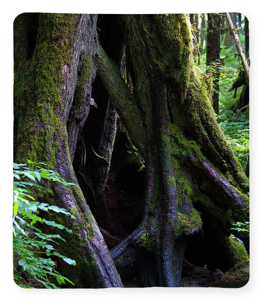 Root Lattice - Blanket