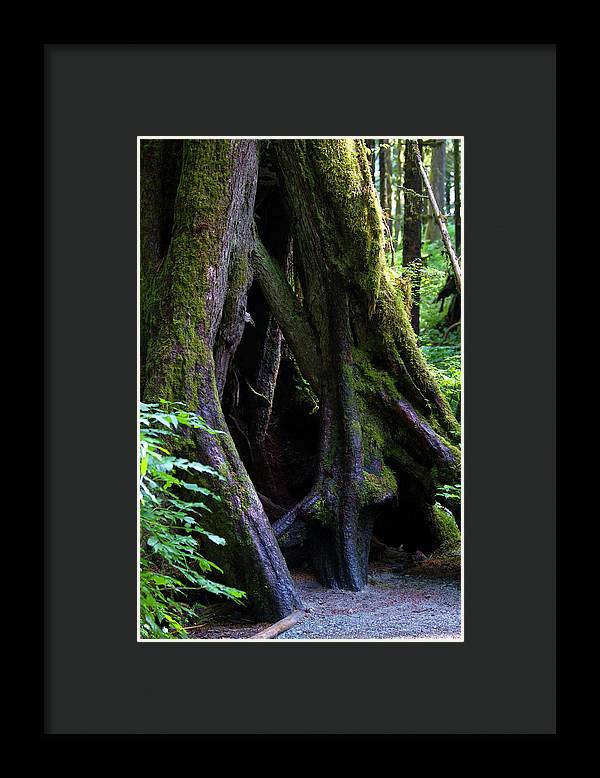 Root Lattice - Framed Print