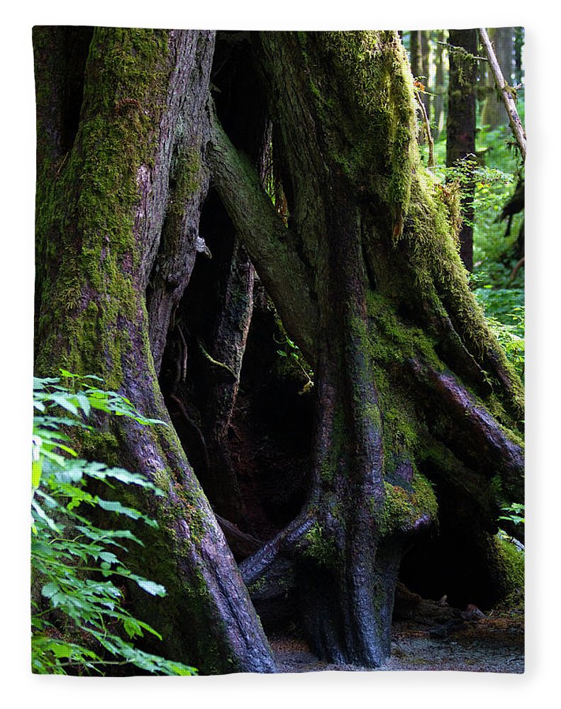 Root Lattice - Blanket