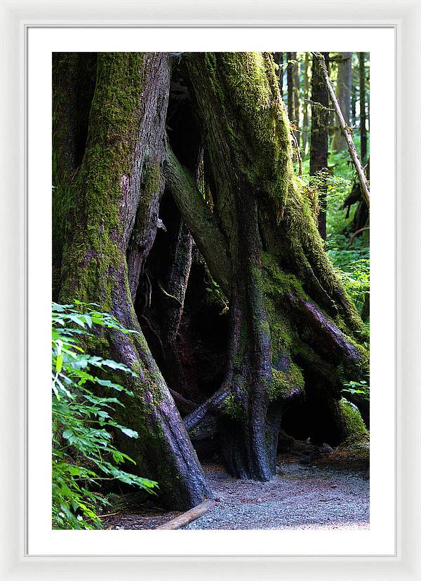 Root Lattice - Framed Print