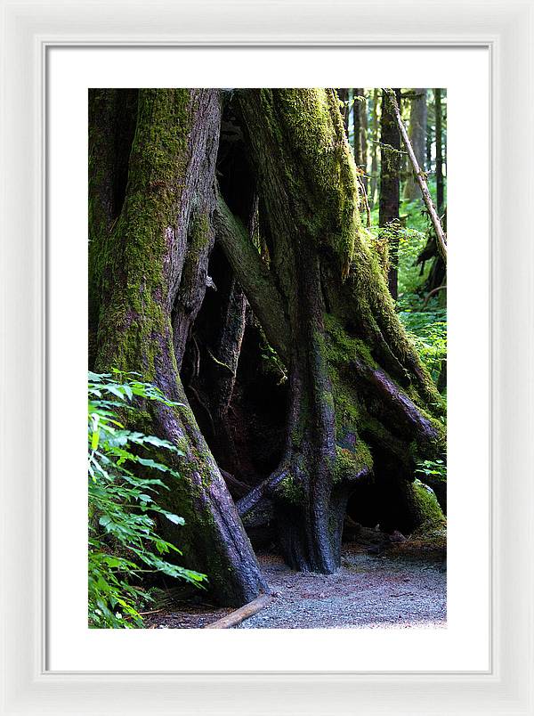Root Lattice - Framed Print