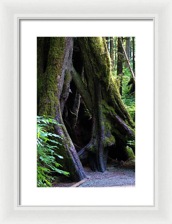 Root Lattice - Framed Print