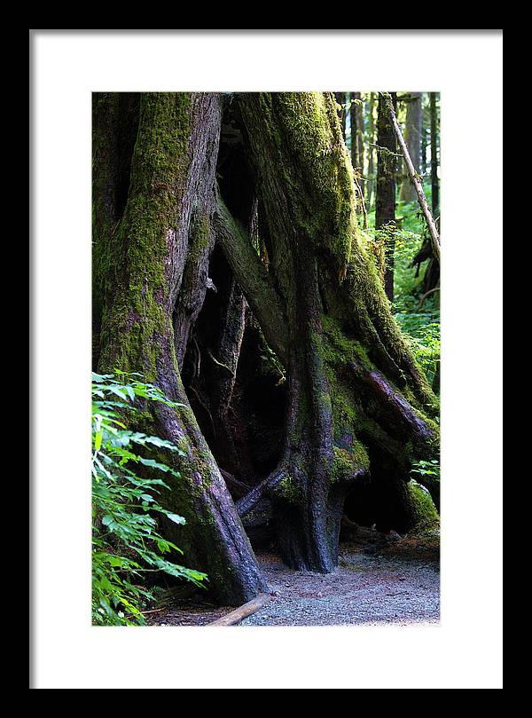 Root Lattice - Framed Print