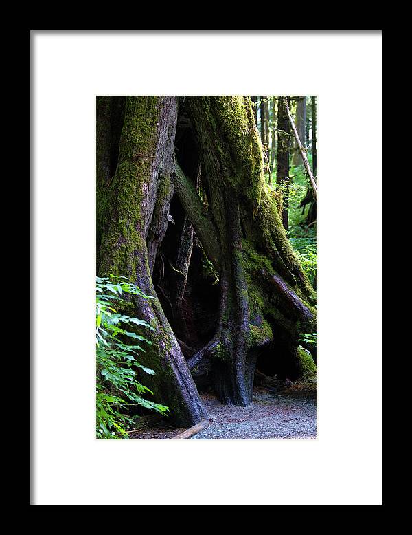Root Lattice - Framed Print