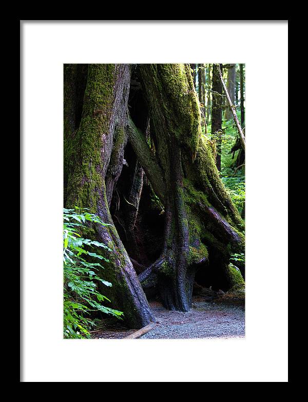 Root Lattice - Framed Print