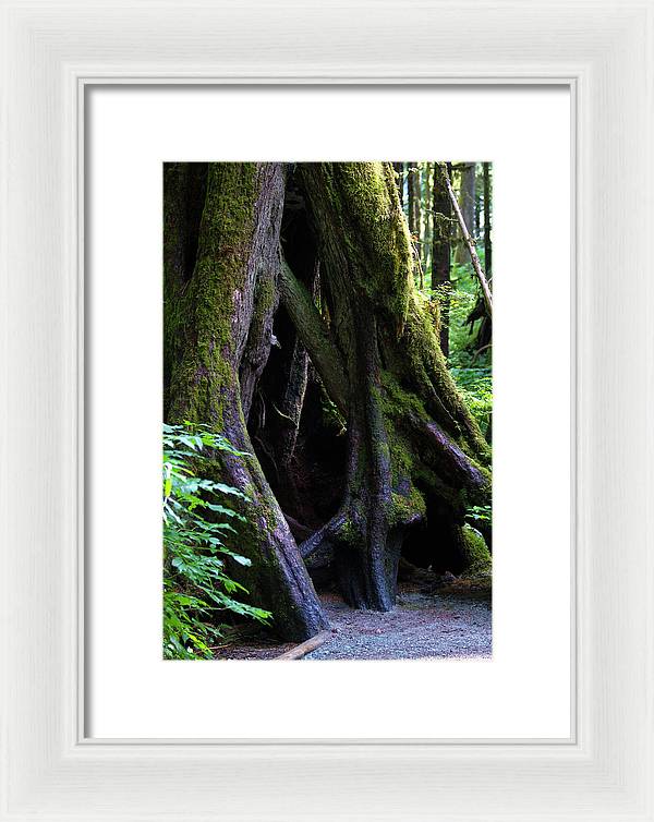 Root Lattice - Framed Print