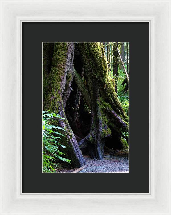 Root Lattice - Framed Print