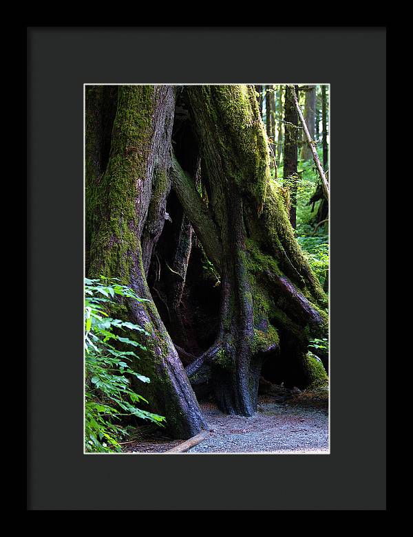 Root Lattice - Framed Print