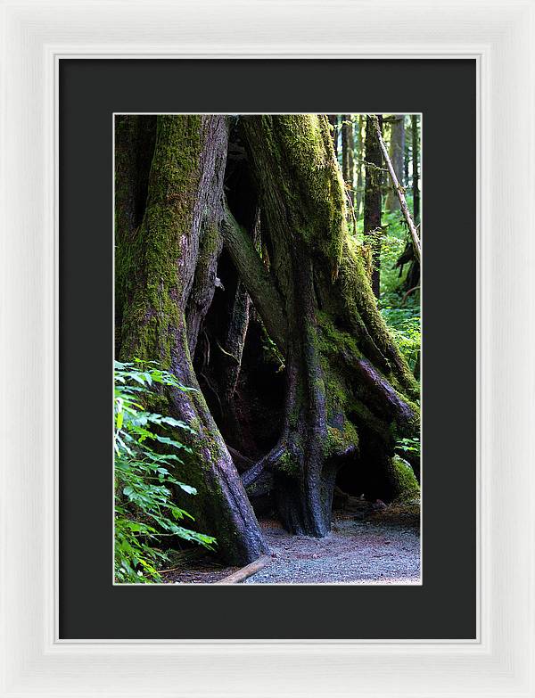 Root Lattice - Framed Print