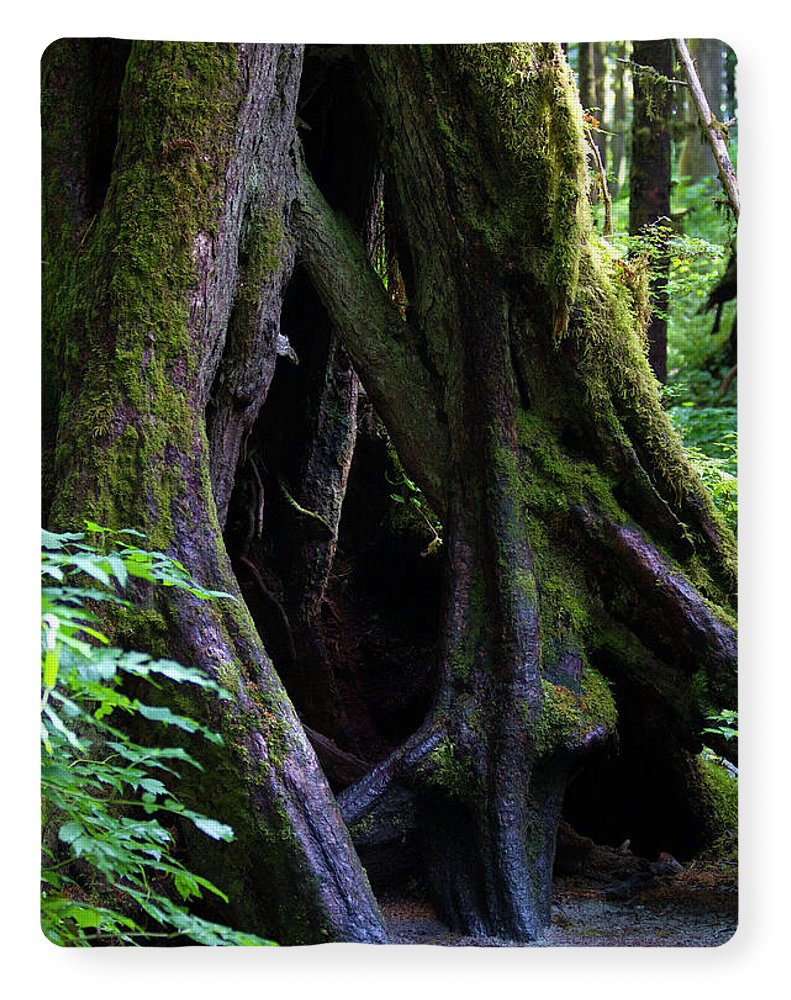 Root Lattice - Blanket