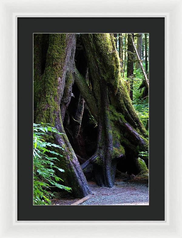 Root Lattice - Framed Print