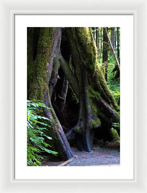 Root Lattice - Framed Print