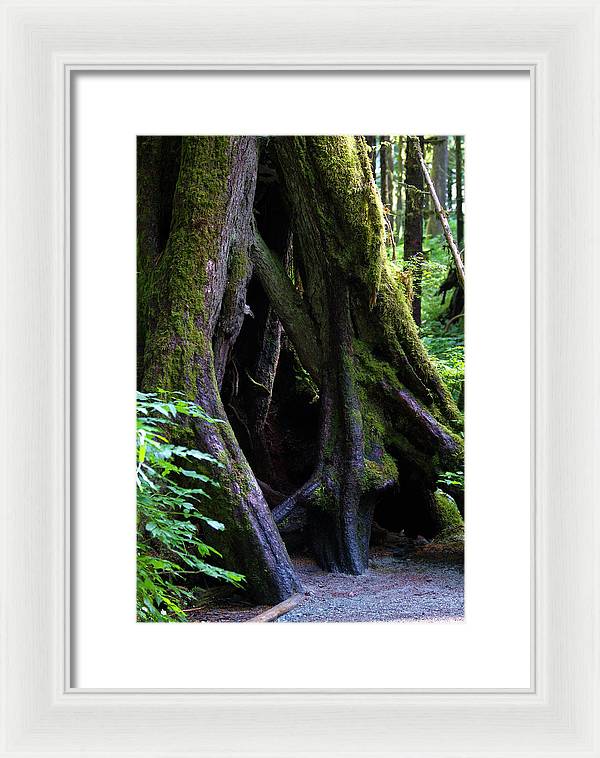 Root Lattice - Framed Print