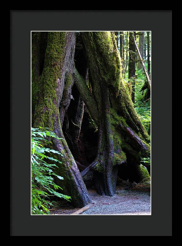 Root Lattice - Framed Print
