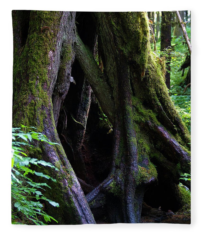 Root Lattice - Blanket