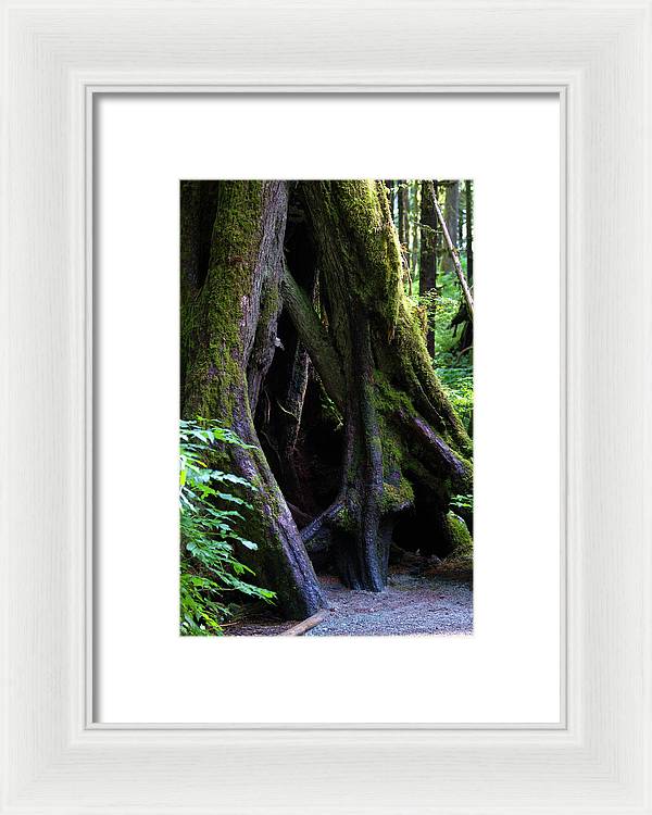 Root Lattice - Framed Print