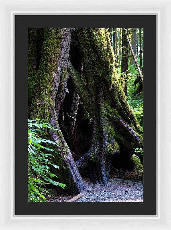 Root Lattice - Framed Print