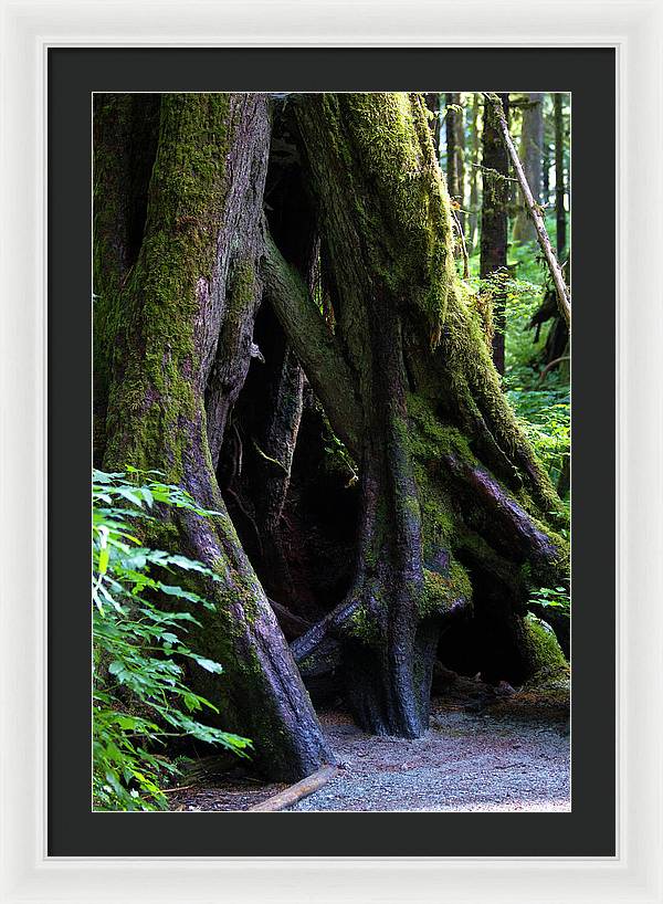 Root Lattice - Framed Print