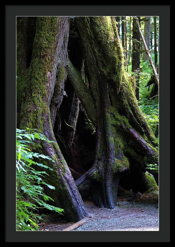 Root Lattice - Framed Print