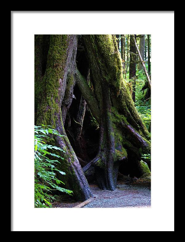 Root Lattice - Framed Print