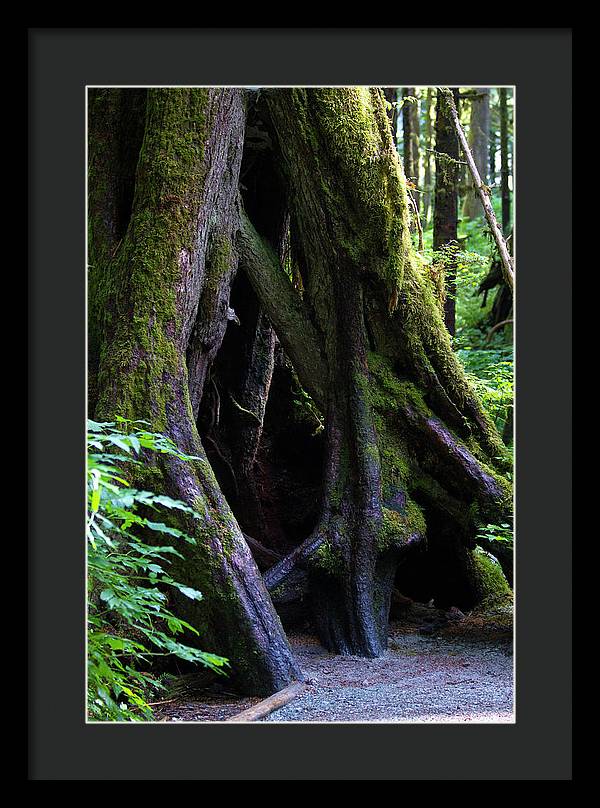Root Lattice - Framed Print