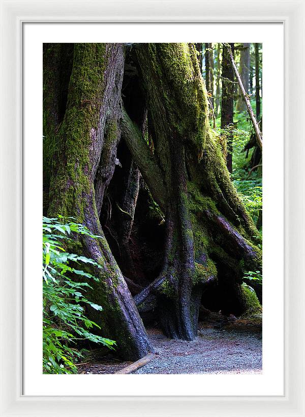 Root Lattice - Framed Print