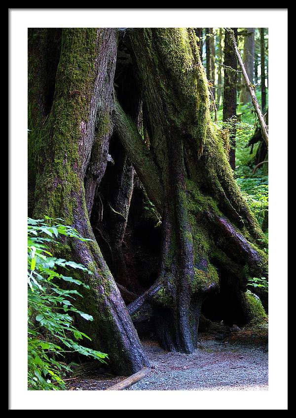 Root Lattice - Framed Print