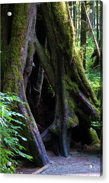 Root Lattice - Acrylic Print