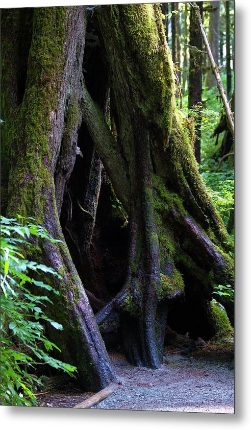 Root Lattice - Metal Print