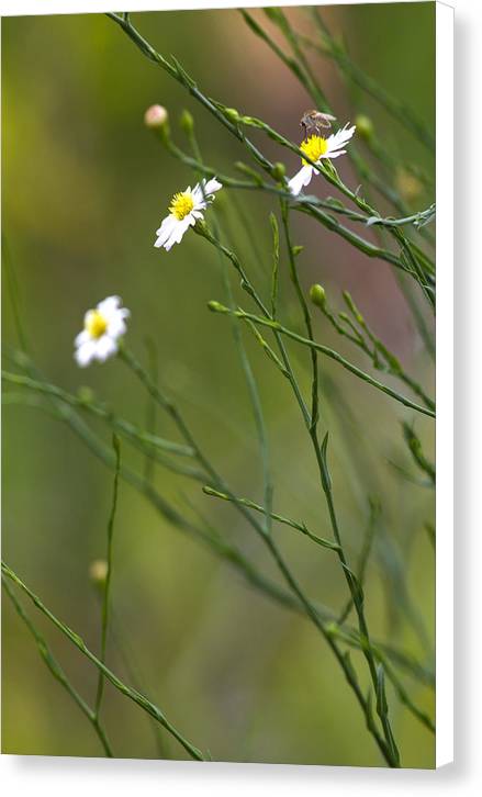 Three Beauties and a Beast - Canvas Print