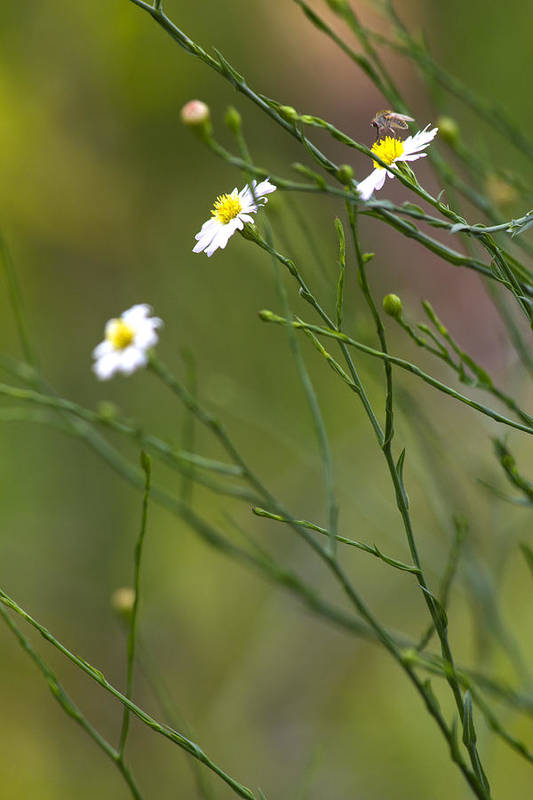 Three Beauties and a Beast - Art Print