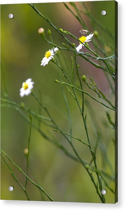 Three Beauties and a Beast - Acrylic Print