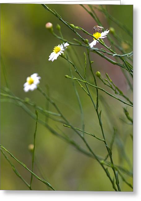 Three Beauties and a Beast - Greeting Card
