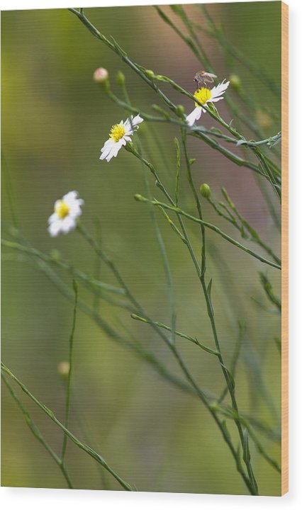 Three Beauties and a Beast - Wood Print