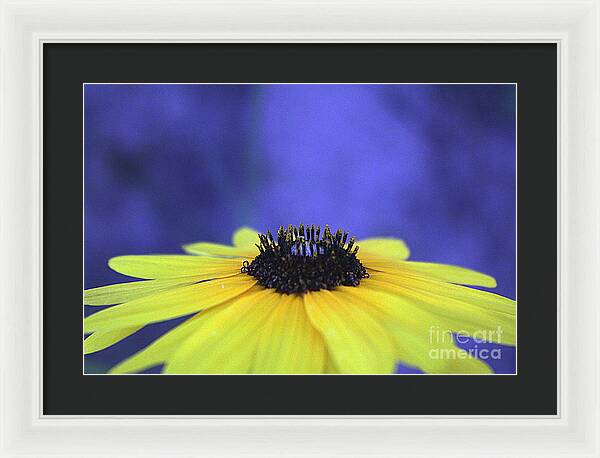 Asteraceae Gilded - Framed Print