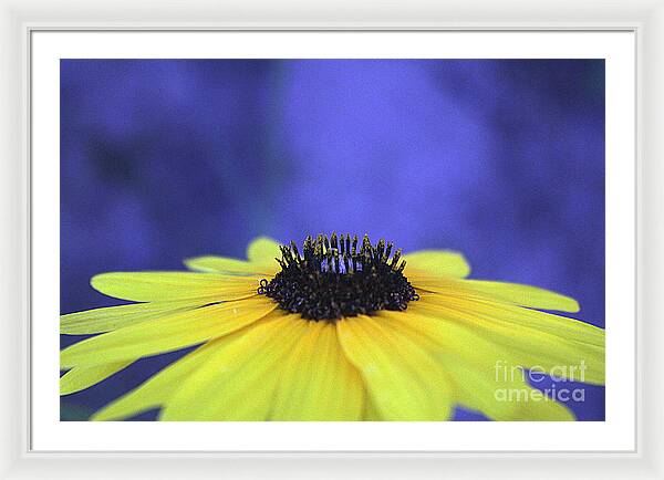 Asteraceae Gilded - Framed Print