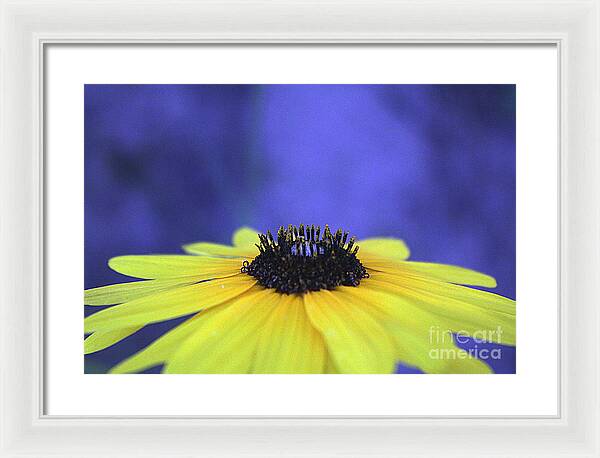 Asteraceae Gilded - Framed Print