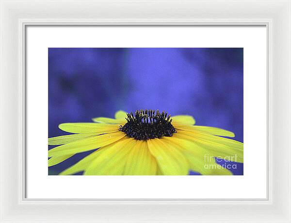 Asteraceae Gilded - Framed Print