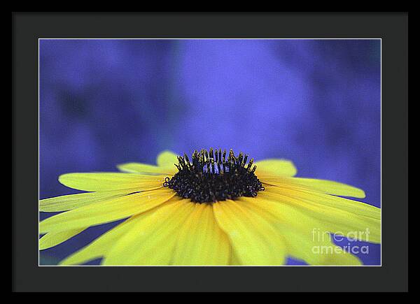 Asteraceae Gilded - Framed Print