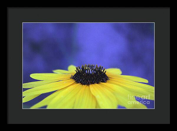 Asteraceae Gilded - Framed Print
